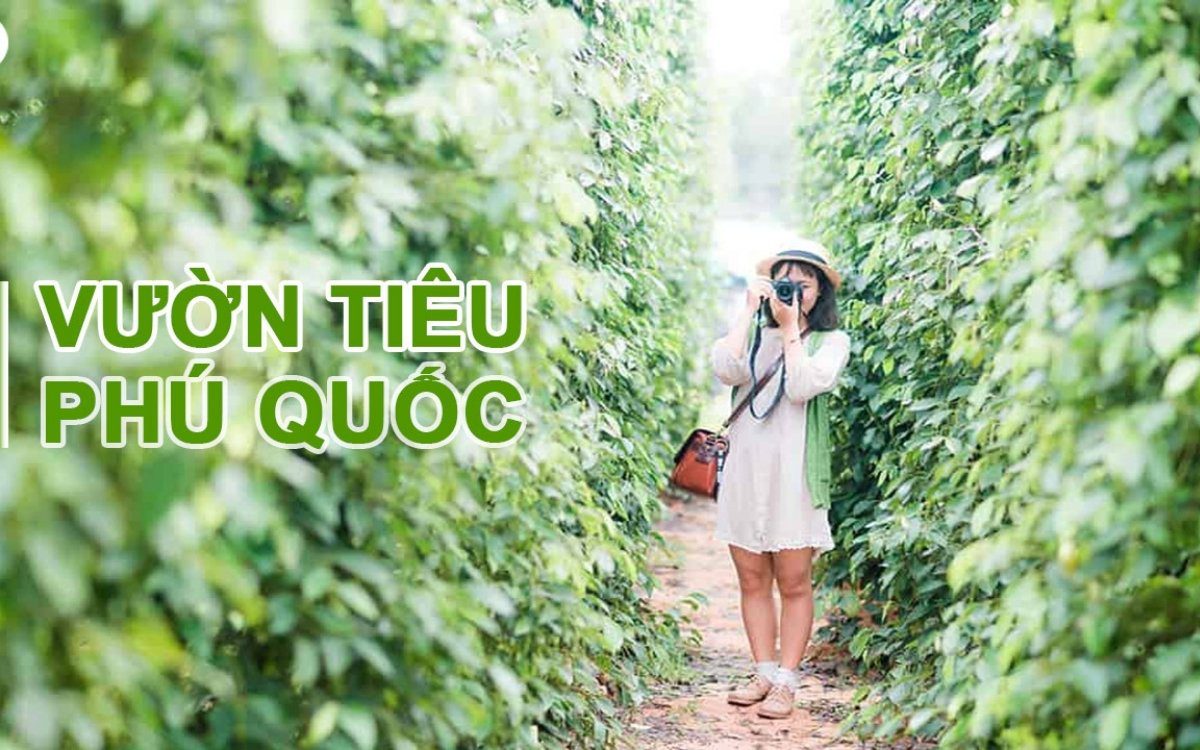 Ghé thăm Vườn tiêu khi du lịch Phú Quốc tháng 12