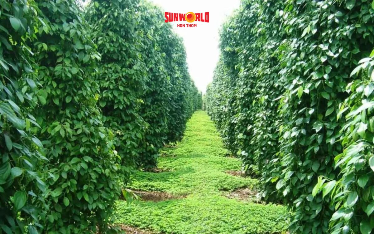 Tiêu đen Phú Quốc