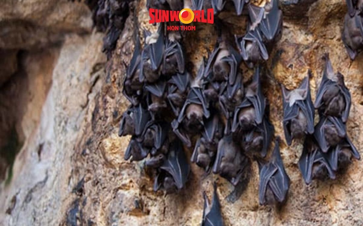 Cảnh tượng hàng ngàn con dơi trong hang động